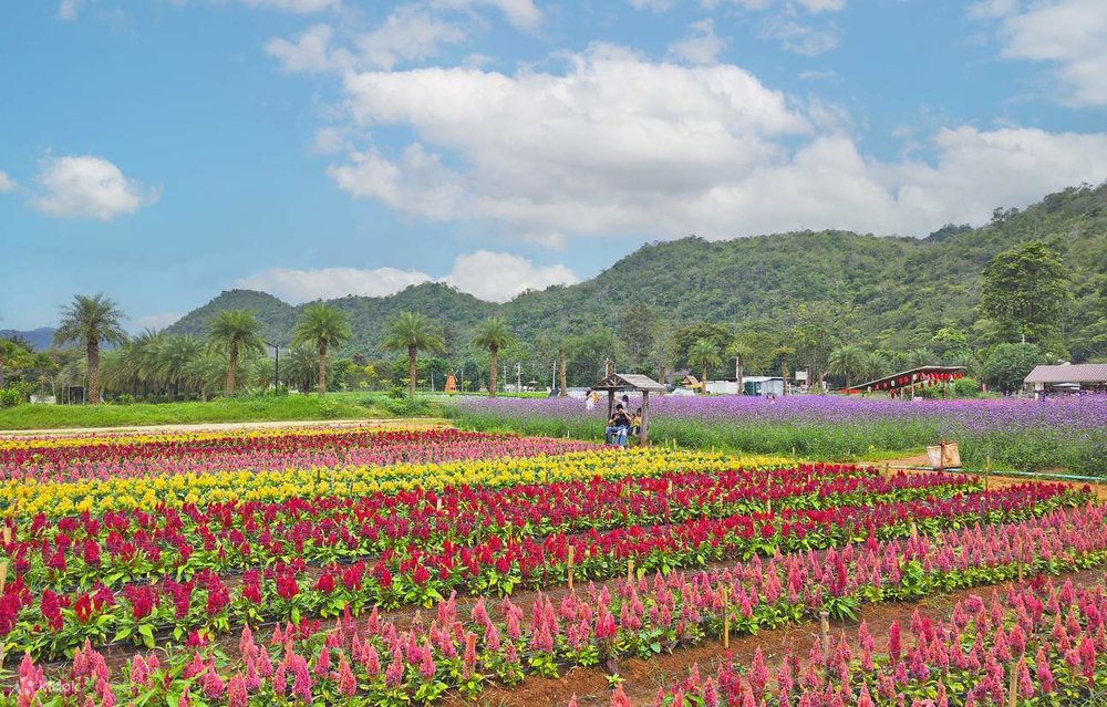 Trưa: Hóa Thân Thành Cao Bồi Ở Farm Chokchai