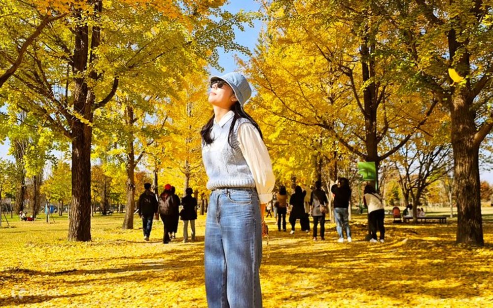 Đường Ngân Hạnh Asan (Chungcheongnam-do)