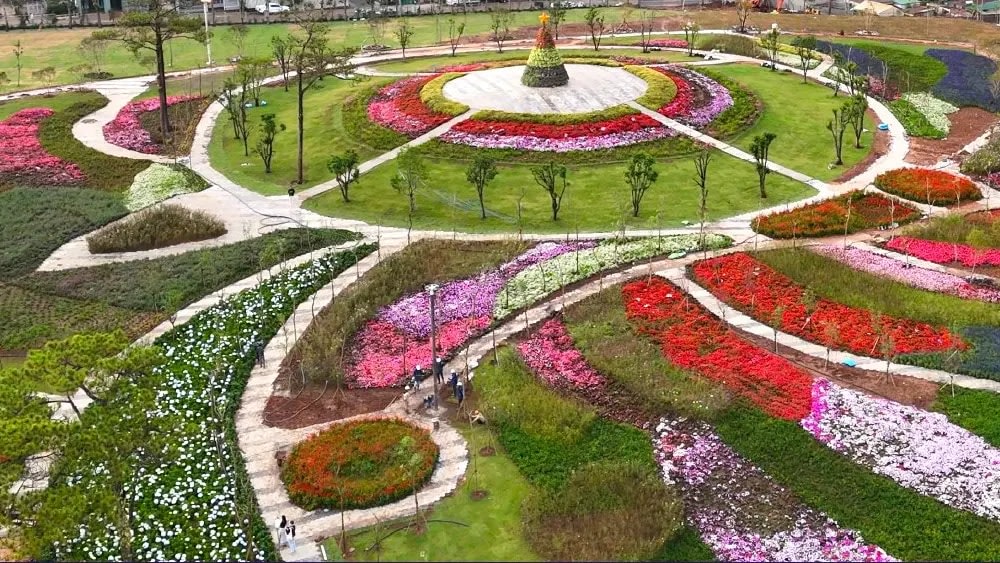 Vườn Hoa Phượng Hoàng: Sắc Màu Rực Rỡ Trên Diện Tích Hơn 30 Héc-Ta