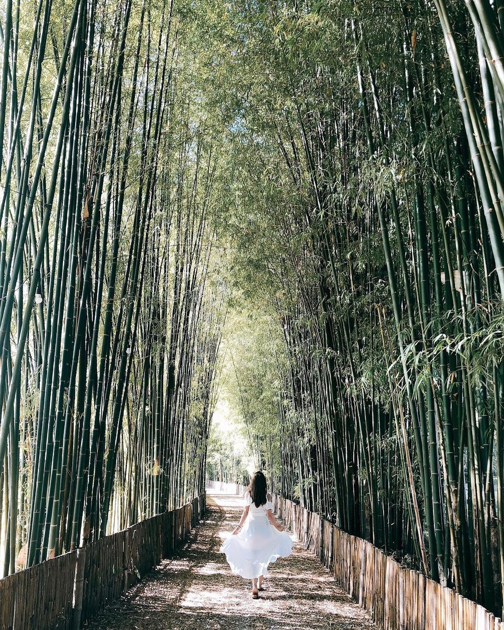 อุโมงค์ป่าไผ่ เชียงใหม่