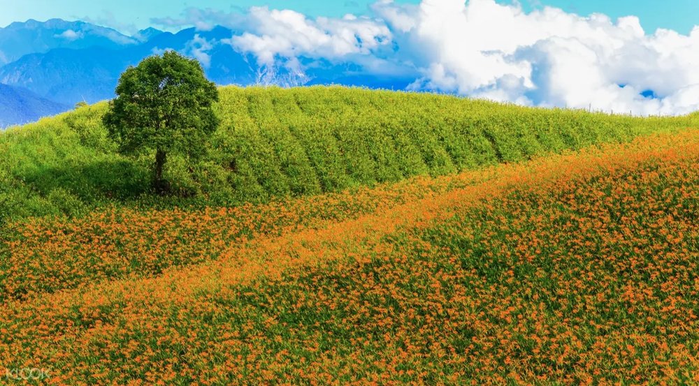花蓮景點 六十石山