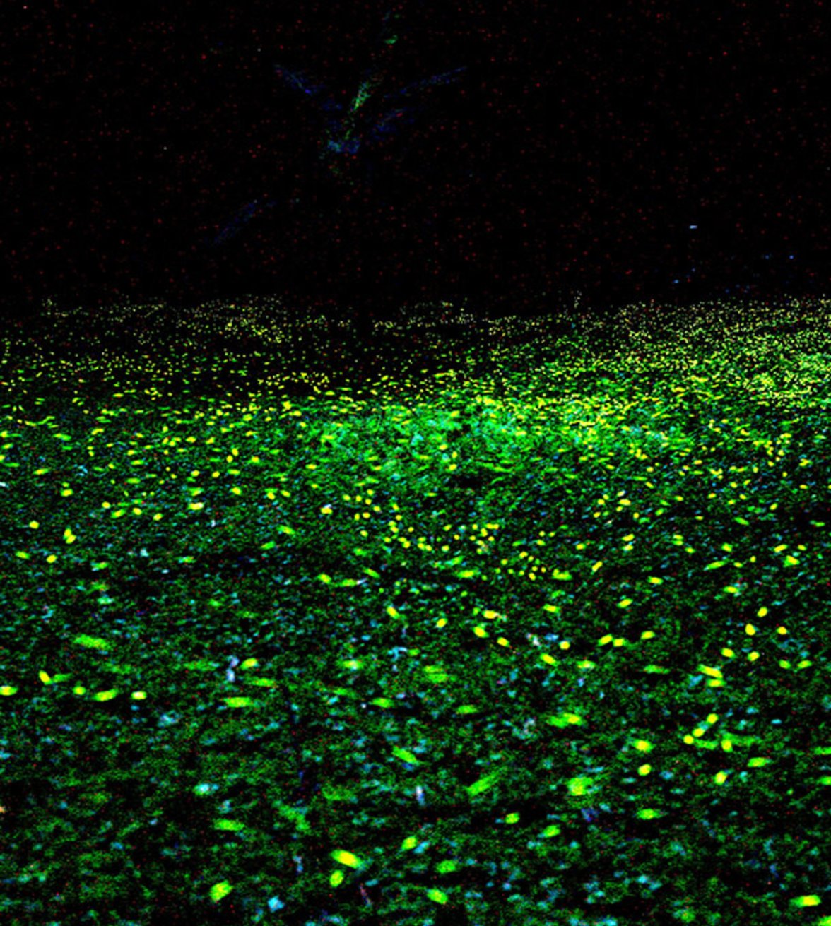 hightlights-image