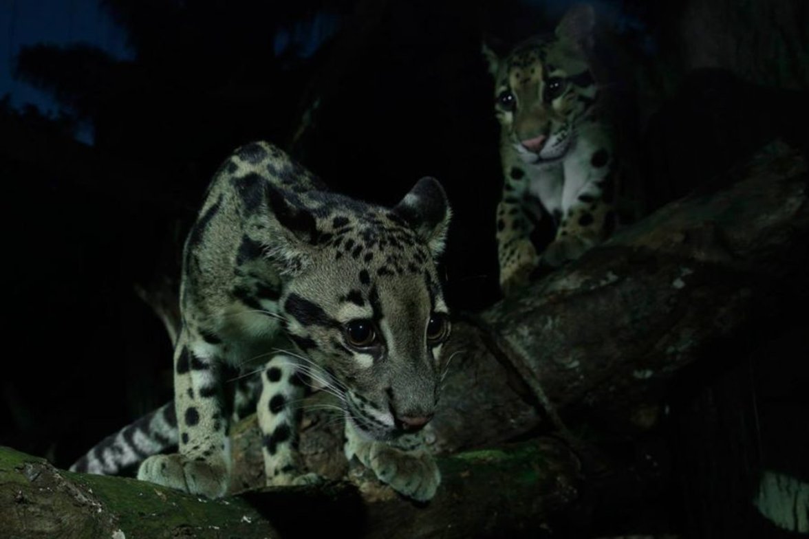 clouded-leopard-900x600