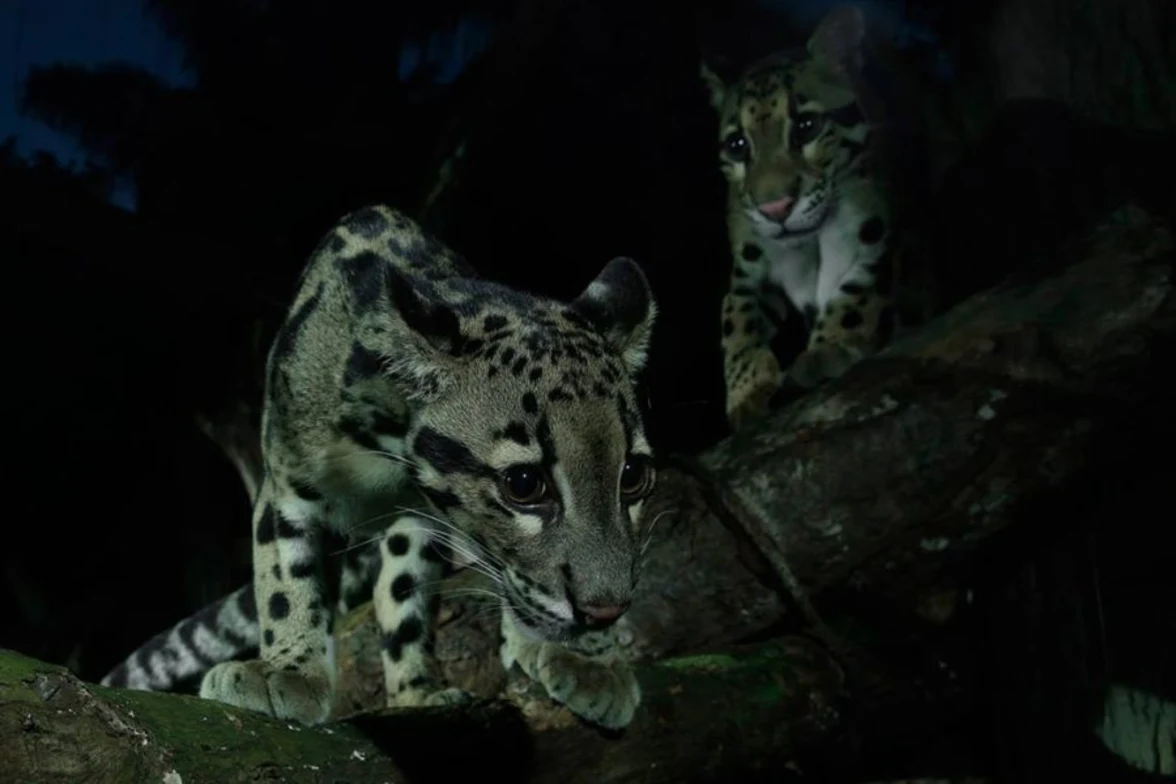 clouded-leopard-900x600