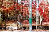 【輕井澤賞楓】東京人最愛的賞楓處!輕井澤楓葉景點攻略看這篇