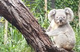 キュランダでコアラに会うには?観光スポット・予約・行き方ガイド