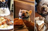 15 Outdoor Pet-Friendly Cafes and Restaurants in Hong Kong to Treat Your Pup and Cats To!