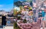 Best Month and Locations to See Cherry Blossoms in Japan