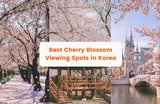 Korea Cherry Blossom Forecast 2024: 15 Cherry Blossom Viewing Spots In Seoul, Jeju & More