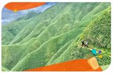 抹茶山新手必看攻略！聖母登山步道、交通方式、裝備建議全解析