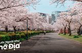 22 Địa Điểm Ngắm Hoa Anh Đào Đẹp Như Mơ Ở Nhật Bản 