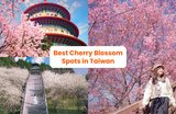 Taiwan Cherry Blossom Forecast 2025: Where and When to See Sakura in Taipei, Hualien & More