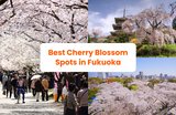 Fukuoka Cherry Blossom Forecast & Best Spots This 2025