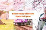Kyoto's Cherry Blossom Viewing Spots, Day Tours, & More