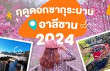 ฤดูดอกซากุระบานที่อาลีซานปี 2024 | สถานที่ชมดอกซากุระ ช่วงเวลาออกดอก การเดินทาง และที่พัก🌸