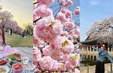The 7 Best Spots to See Cherry Blossoms in South Korea