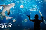 Review Thủy Cung SEA LIFE Bangkok Cho Gia Đình Có Trẻ Nhỏ