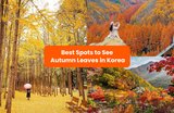 20 Best Places to See Autumn Leaves in Korea 2023