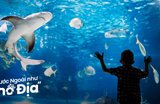 Review Thủy Cung Kaiyukan Osaka: Thế Giới Đại Dương Kì Thú