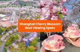 Top Spots for Shanghai Cherry Blossom Viewing in 2026