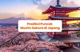 Prediksi Musim Bunga Sakura Jepang Tahun 2026