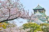 Osaka Cherry Blossoms 2025: Forecast & Viewing Spots