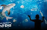 SEA LIFE Sydney Aquarium Có Gì Chơi? Check-in Thủy Cung Lớn Nhất Sydney