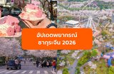 อัปเดตพยากรณ์ซากุระจีน 2026 เเละรวมพิกัดชมซากุระยอดนิยม