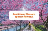 Kawazu Cherry Blossoms: When to Go & Where to See Them