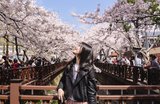 8 Best Spots to See Cherry Blossoms in South Korea (2026)