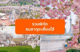 รวมพิกัดชมซากุระเซี่ยงไฮ้ ปี 2026 ที่ไหนดีที่สุด? รวมจุดไฮไลต์ห้ามพลาด






