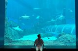 シンガポール・オーシャナリウムの見どころをチェック！割引チケット情報あり