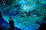 Your First-Timer's Guide to Enoshima Aquarium