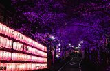 Unusual Things to Do in Tokyo: 15 Hidden Gems to Try