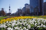 The best time to visit Sapporo: a season-by-season guide