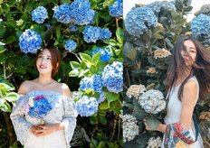 竹子湖繡球花