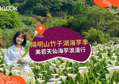 陽明山海芋介紹