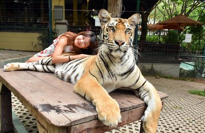 【泰國清邁】湄林虎園Tiger Kingdom! 在清邁老虎園與老虎的超近距離接觸!