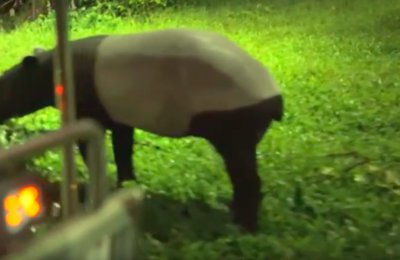 【新加坡自由行】 新加坡夜間動物園 Night Safari,公車、快捷交通、門票、遊園攻略總整理!