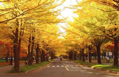 TẤT TẦN TẬT VỀ MÙA THU Ở HOKKAIDO!