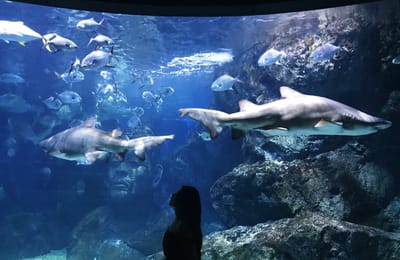 曼谷暹羅海洋世界—全東南亞最大水族館 揭秘百貨暗藏的寶藏