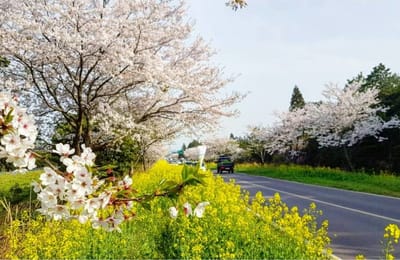 【2019櫻花季】韓國濟州島櫻花自由行攻略!賞櫻景點、交通、路線一篇搞定