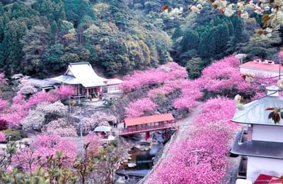 【2020九州櫻花季】日本九州必去9大賞櫻景點、交通、花期最新情報