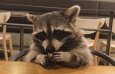 【釜山】超療癒!融化你的心的RACOONAMATATA浣熊咖啡廳