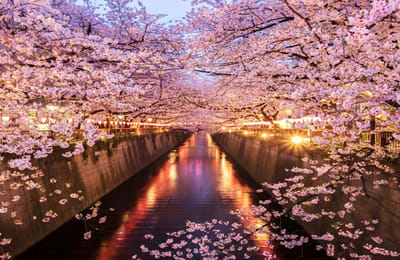 【2020東京櫻花前線】盤點 Top4 東京賞櫻周邊住宿,走路就可到達!