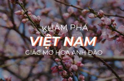 Giấc mơ anh đào: Tìm đâu xa, Việt Nam cũng có anh đào rực rỡ nè!