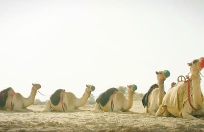 Everything You Need To Know About Travelling To Dubai As Told By The Locals