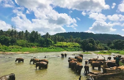 How I Survived Travelling to Sri Lanka with a Toddler (and had the best time of my life)!