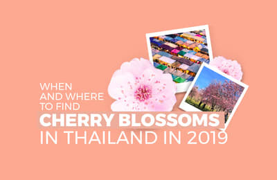 Thailand Has Cherry Blossoms In Jan & Feb And Here Are The Best Viewing Spots!