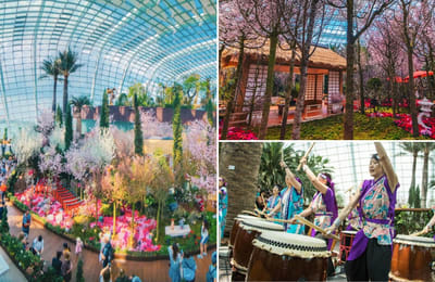 Missing Cherry Blossoms In Japan? Catch them In Singapore Till End March At Sakura Matsuri